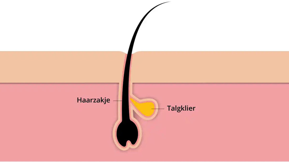 Illustratie van een haarzakje in de huid met de talgklier ernaast
