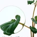 Anua - Soothing Toner - Heartleaf - 77% - Heartleaf Extract